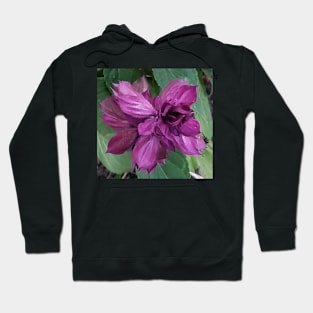 Close up of a purple flower Hoodie